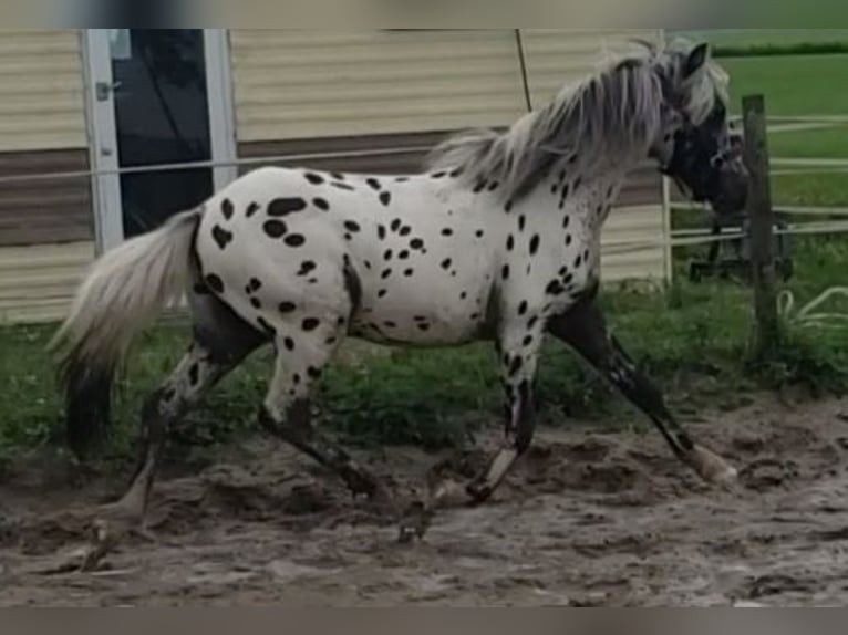Appaloosa Wallach 1 Jahr 125 cm Tigerschecke in Spijk
