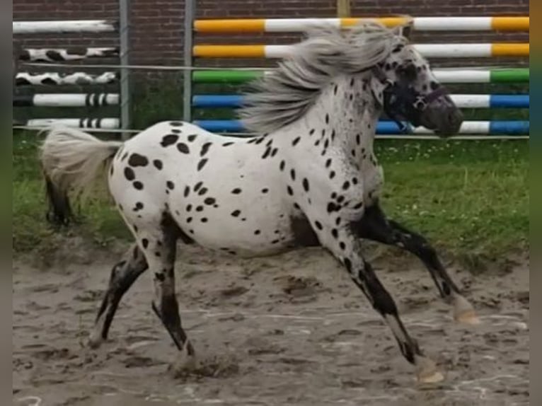 Appaloosa Wallach 1 Jahr 125 cm Tigerschecke in Spijk