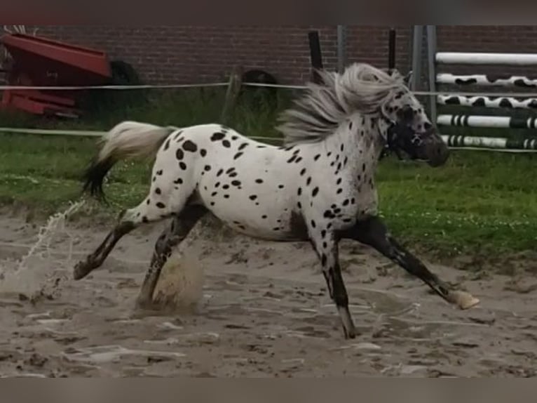 Appaloosa Wallach 1 Jahr 125 cm Tigerschecke in Spijk