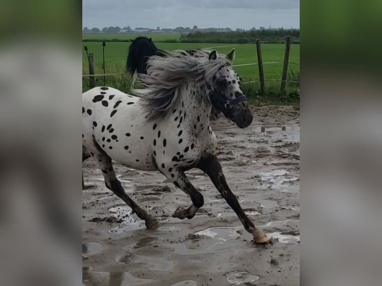 Appaloosa Wallach 1 Jahr 125 cm Tigerschecke in Spijk