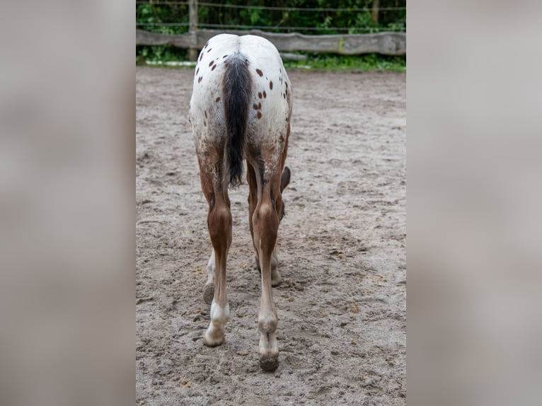 Appaloosa Wallach 1 Jahr Roan-Bay in D&#xF6;rzbach