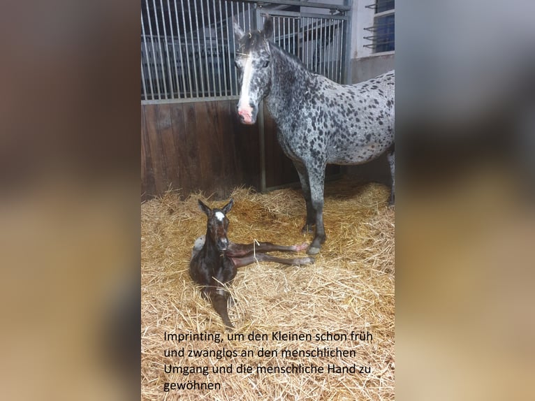 Appaloosa Wallach 1 Jahr Roan-Bay in D&#xF6;rzbach