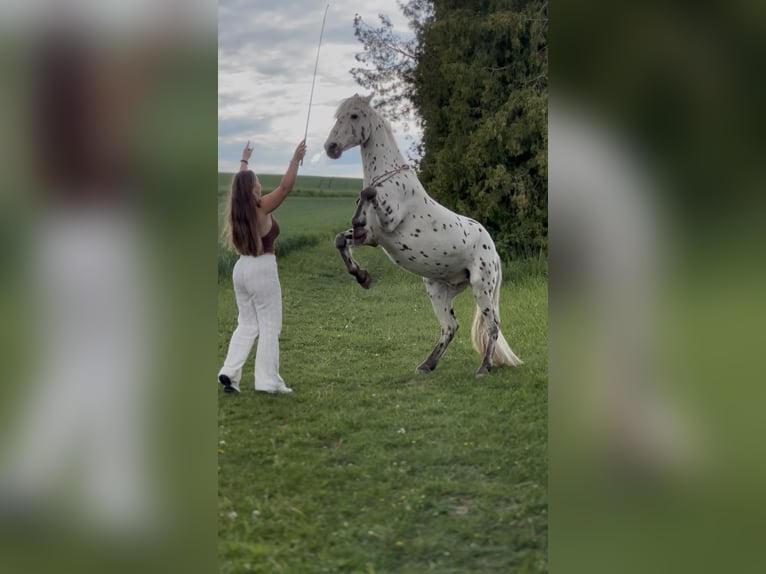 Appaloosa Wallach 20 Jahre 145 cm Tigerschecke in Bad Griesbach im Rottal
