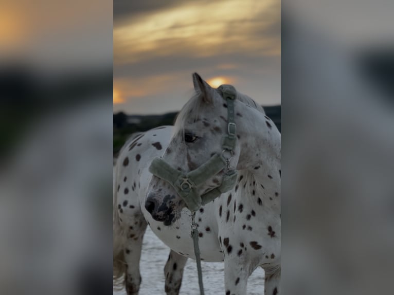 Appaloosa Wallach 20 Jahre 145 cm Tigerschecke in Bad Griesbach im Rottal