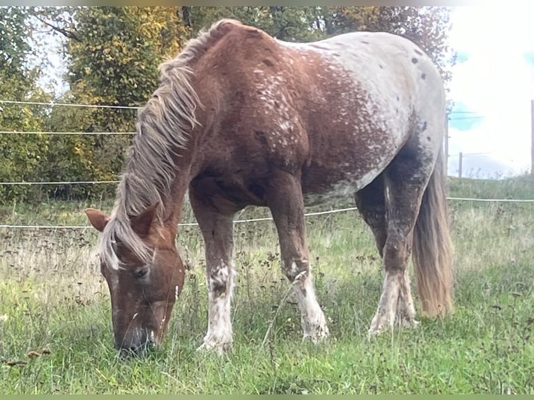 Appaloosa Mix Wallach 21 Jahre 155 cm  in Rüdesheim am Rhein/ presberg