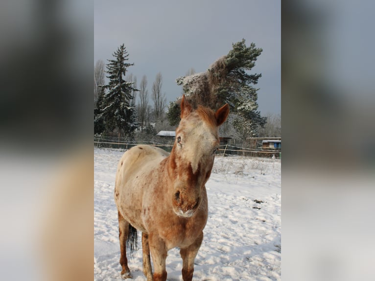 Appaloosa Wallach 27 Jahre 158 cm Tigerschecke in Hanau