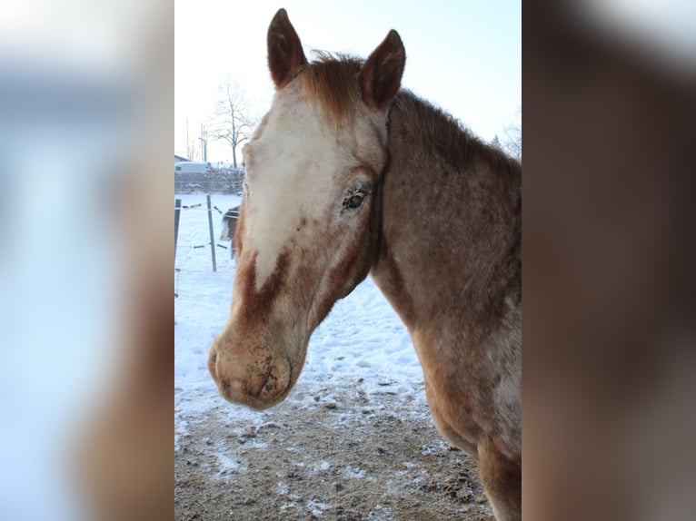 Appaloosa Wallach 27 Jahre 158 cm Tigerschecke in Hanau