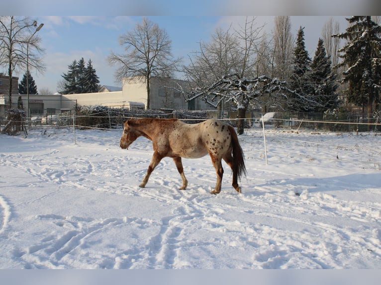 Appaloosa Wallach 27 Jahre 158 cm Tigerschecke in Hanau