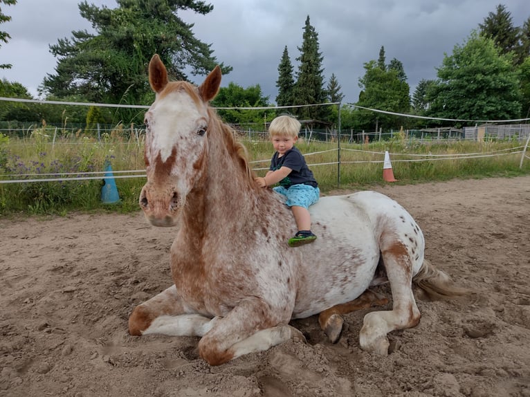 Appaloosa Wallach 27 Jahre 158 cm Tigerschecke in Hanau
