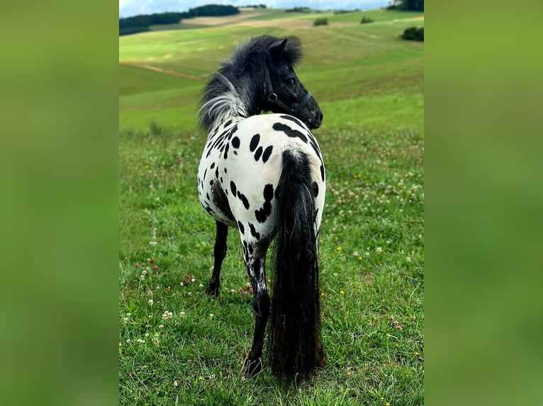 Appaloosa Wallach 2 Jahre 104 cm Tigerschecke in Bad M&#xFC;nstereifel