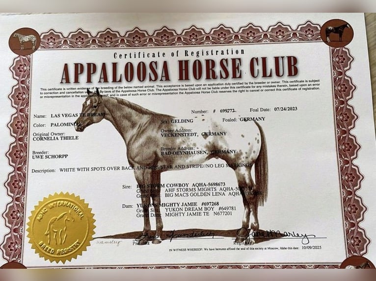 Appaloosa Wallach 2 Jahre 148 cm Palomino in Jerichow