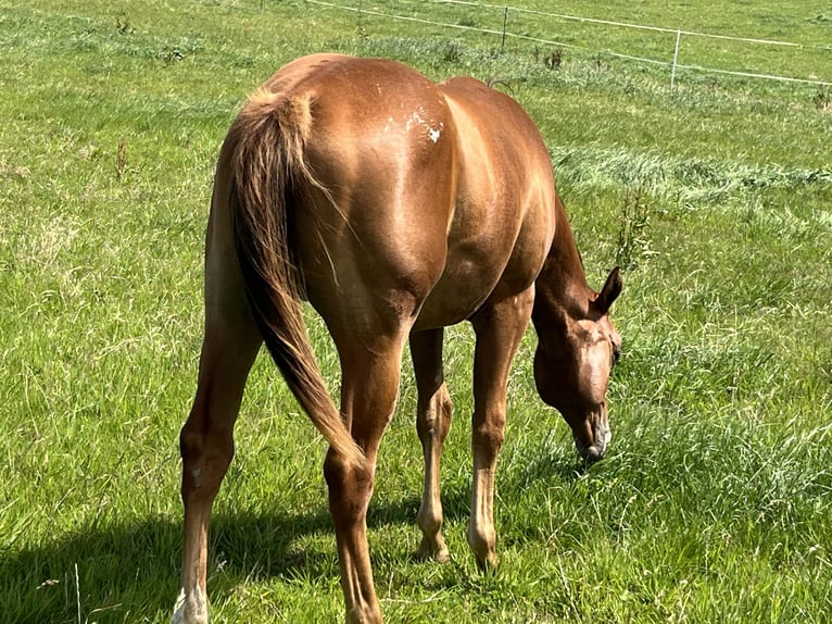 Appaloosa Wallach 2 Jahre 150 cm Dunkelfuchs in Schieder-Schwalenberg