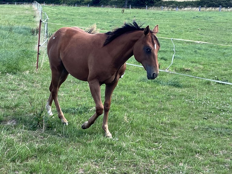 Appaloosa Wallach 2 Jahre 150 cm Dunkelfuchs in Schieder-Schwalenberg