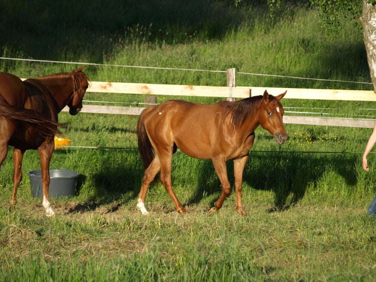 Appaloosa Wallach 2 Jahre 150 cm Dunkelfuchs in Schieder-Schwalenberg
