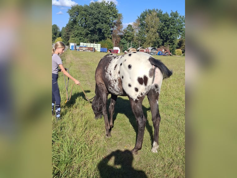 Appaloosa Wallach 2 Jahre 153 cm Schwarzbrauner in Boortmeerbeek