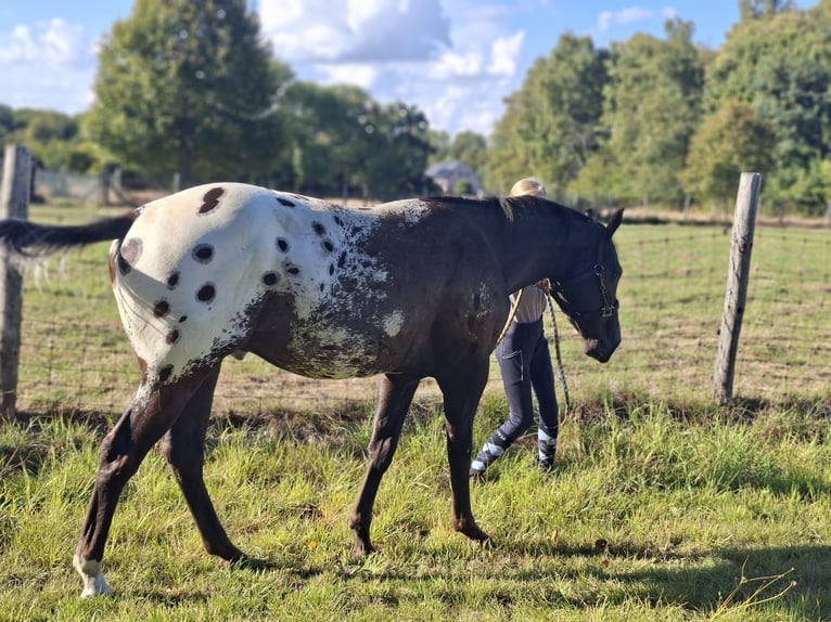 Appaloosa Wallach 2 Jahre 153 cm Schwarzbrauner in Boortmeerbeek