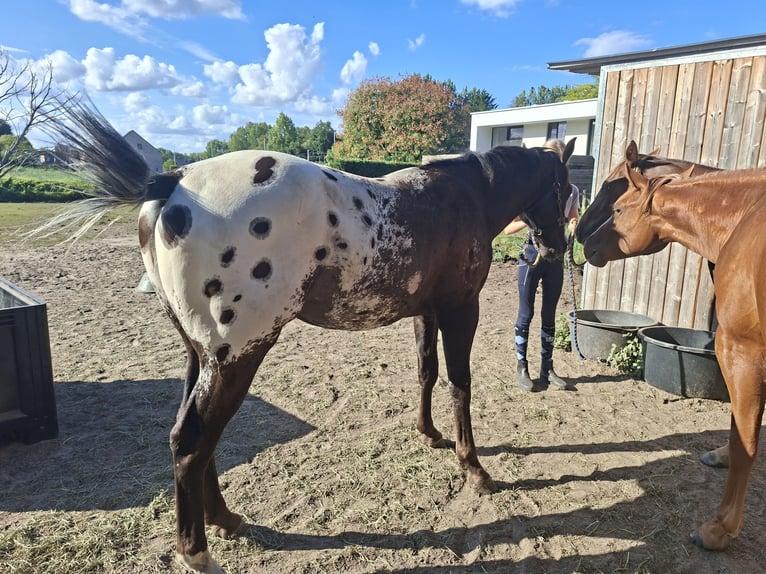 Appaloosa Wallach 2 Jahre 153 cm Schwarzbrauner in Boortmeerbeek