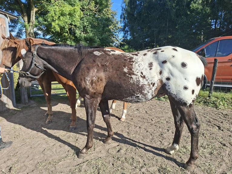 Appaloosa Wallach 2 Jahre 153 cm Schwarzbrauner in Boortmeerbeek