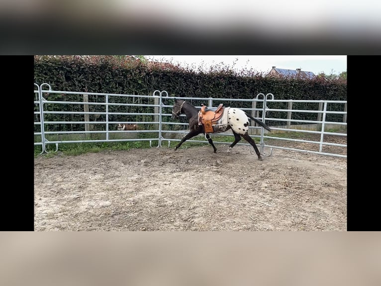 Appaloosa Wallach 2 Jahre 153 cm Schwarzbrauner in Boortmeerbeek