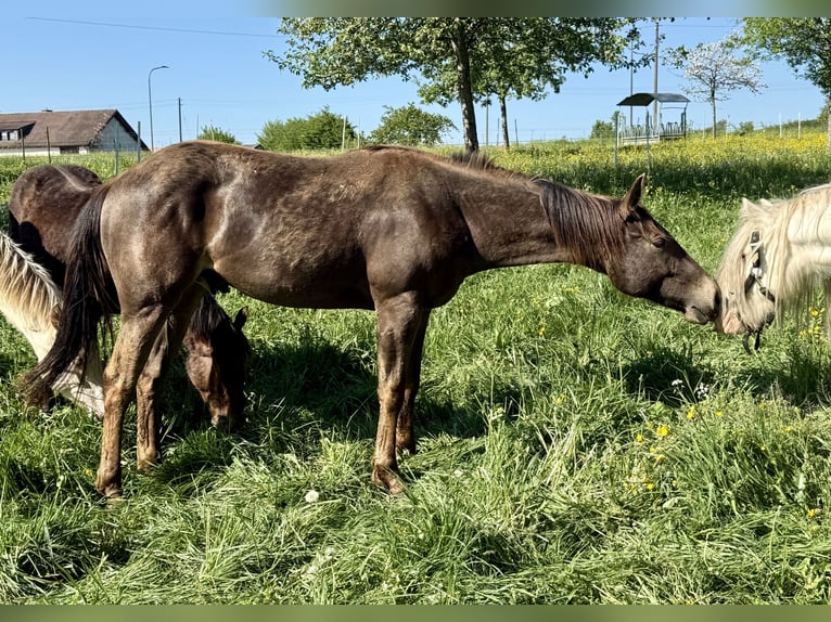 Appaloosa Wallach 2 Jahre 154 cm Buckskin in Daleiden