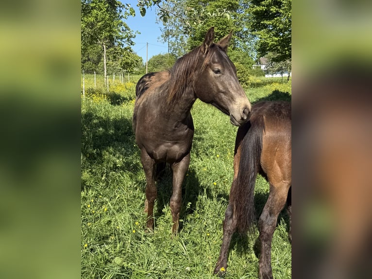 Appaloosa Wallach 2 Jahre 154 cm Buckskin in Daleiden