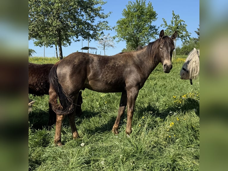 Appaloosa Wallach 2 Jahre 154 cm Buckskin in Daleiden