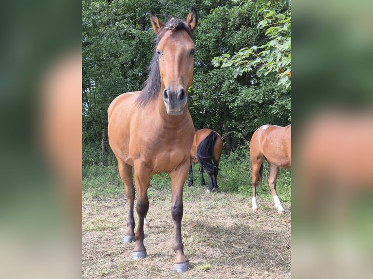 Appaloosa Mix Wallach 2 Jahre 155 cm Brauner in Mattstedt