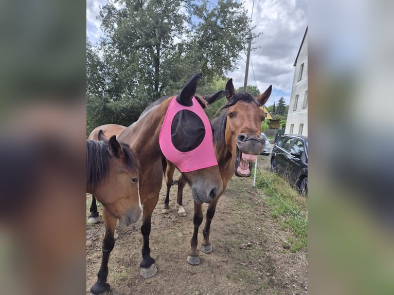 Appaloosa Mix Wallach 2 Jahre 155 cm Brauner in Mattstedt