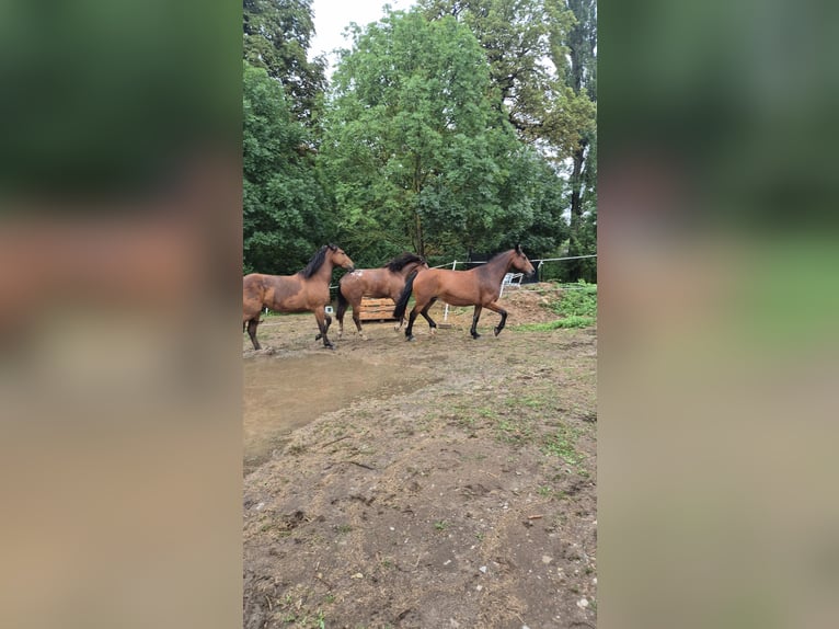 Appaloosa Mix Wallach 2 Jahre 155 cm Brauner in Mattstedt