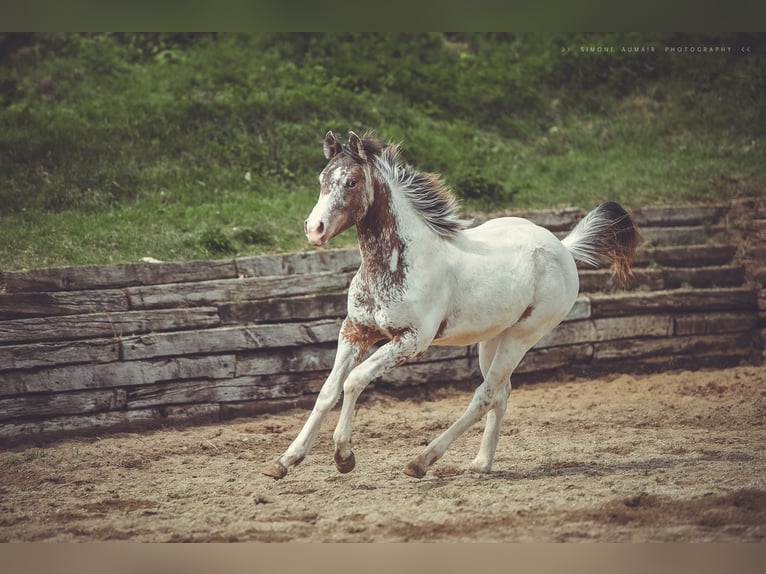 Appaloosa Wallach 2 Jahre 155 cm in Stein