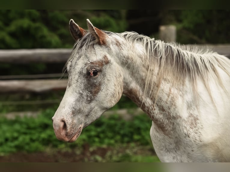 Appaloosa Wallach 2 Jahre 155 cm in Stein