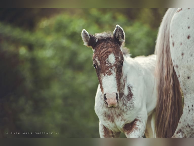 Appaloosa Wallach 2 Jahre 155 cm in Stein