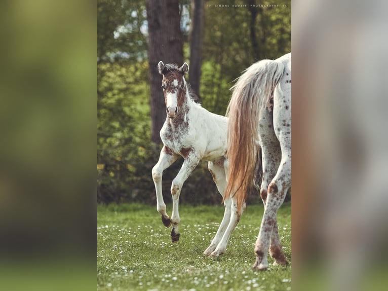 Appaloosa Wallach 2 Jahre 155 cm in Stein