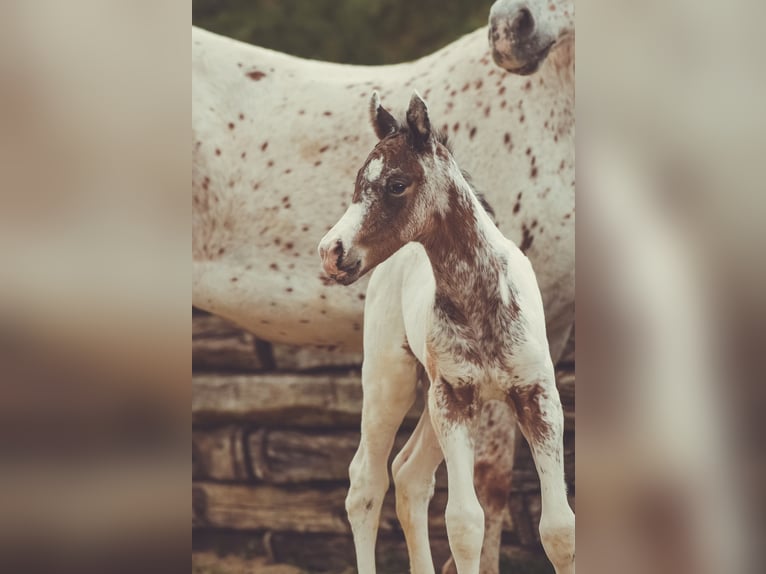 Appaloosa Wallach 2 Jahre 155 cm in Stein