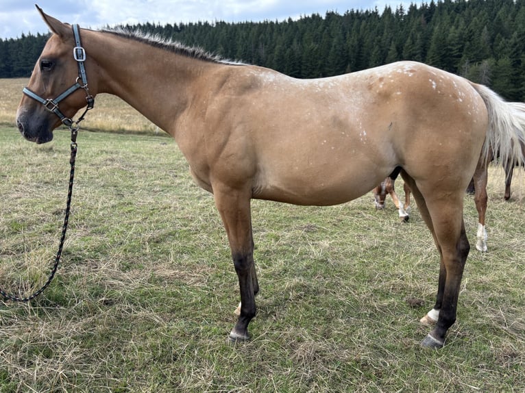 Appaloosa Wallach 2 Jahre 157 cm Red Dun in Heckenbach