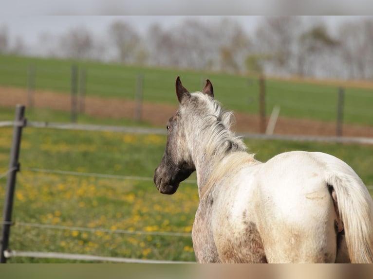 Appaloosa Wallach 2 Jahre in Poysbrunn