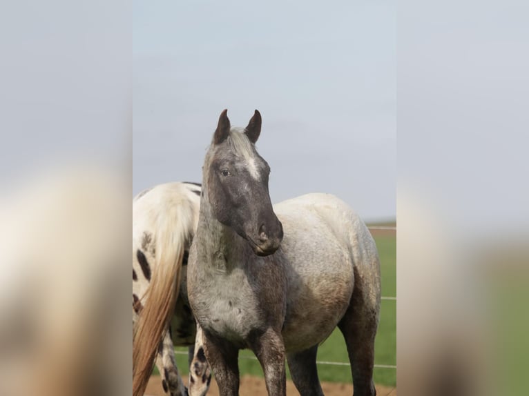 Appaloosa Wallach 2 Jahre in Poysbrunn