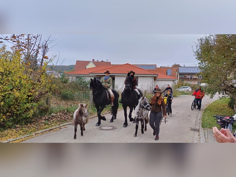 Appaloosa Wallach 3 Jahre 110 cm Tigerschecke in M&#xF6;ttingen