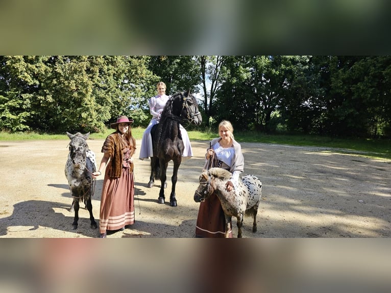 Appaloosa Wallach 3 Jahre 110 cm Tigerschecke in M&#xF6;ttingen