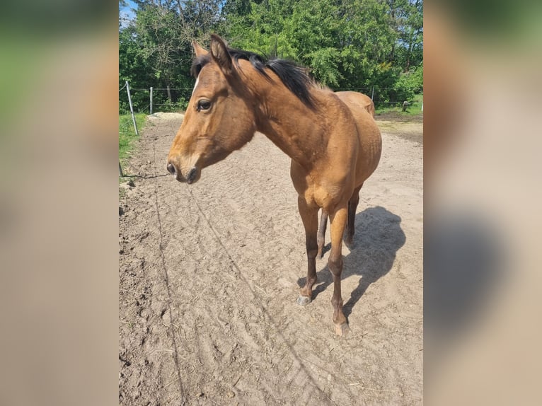 Appaloosa Wallach 3 Jahre 150 cm Brauner in Rehden Appaloosa Wallach 3 Jahre 150 cm Brauner in Rehden