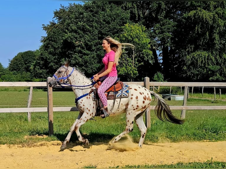 Appaloosa Wallach 3 Jahre 150 cm Tigerschecke in Linkenbach