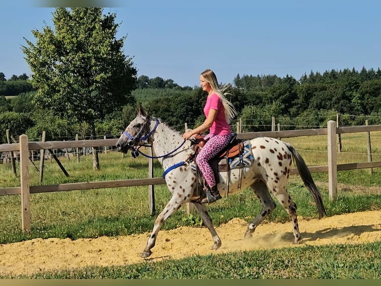 Appaloosa Wallach 3 Jahre 150 cm Tigerschecke in Linkenbach