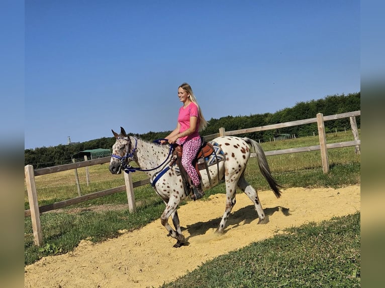 Appaloosa Wallach 3 Jahre 150 cm Tigerschecke in Linkenbach