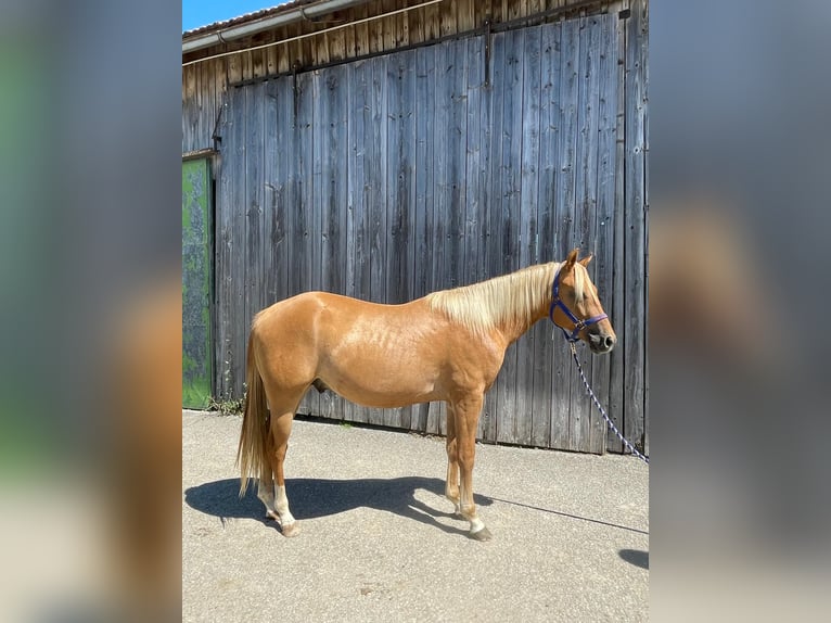 Appaloosa Wallach 3 Jahre 150 cm  in Neukirchen an der Enknach