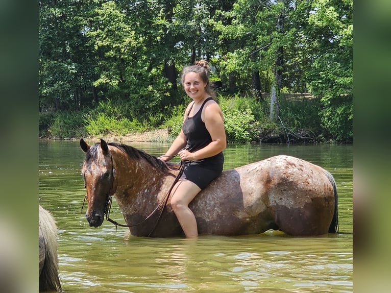 Appaloosa Wallach 3 Jahre 152 cm Rotfuchs in Robards