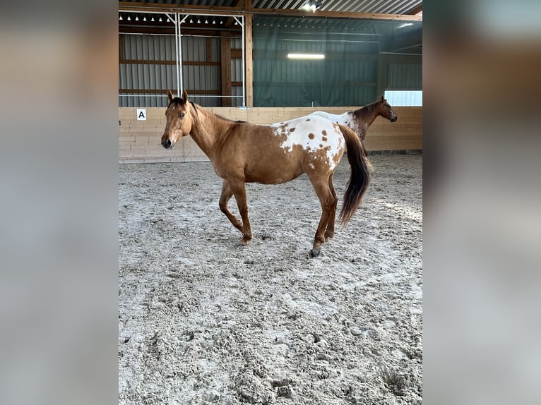 Appaloosa Wallach 3 Jahre 152 cm Schecke in Meckenbach