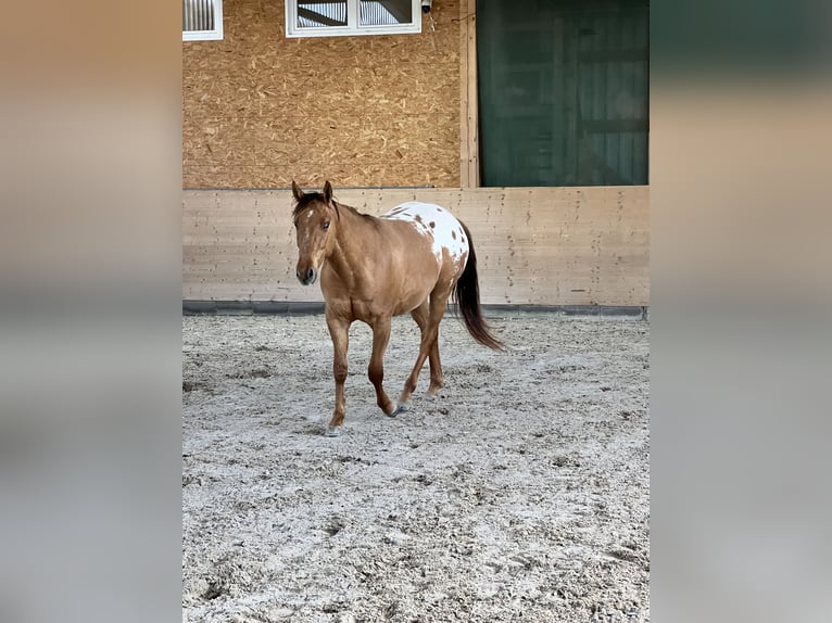 Appaloosa Wallach 3 Jahre 152 cm Schecke in Meckenbach