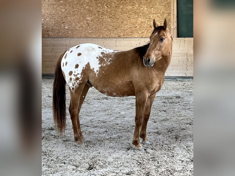 Appaloosa Wallach 3 Jahre 152 cm Schecke in Meckenbach