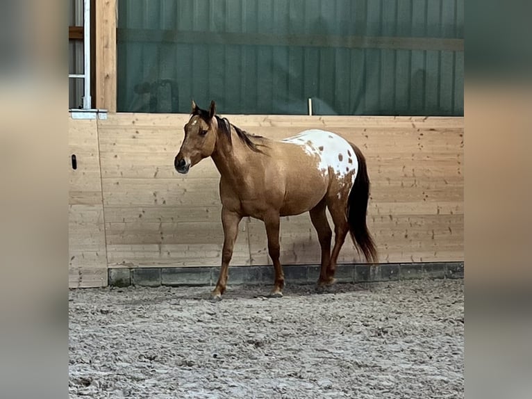 Appaloosa Wallach 3 Jahre 152 cm Schecke in Meckenbach