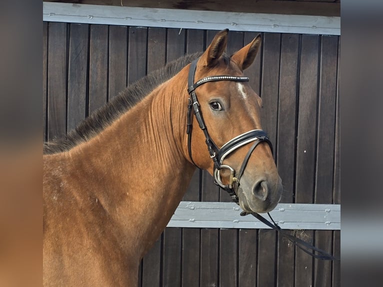 Appaloosa Mix Wallach 3 Jahre 153 cm Fuchs in M&#xFC;lheim an der Ruhr